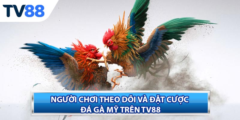 Các dòng gà Mỹ nổi tiếng trong giới đá gà quốc tế